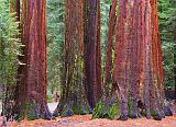 Giant Sequoias_22826